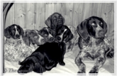 wye niemiecki, spinone italiano