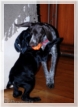 wye niemiecki, spinone italiano