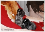 wye niemiecki, spinone italiano