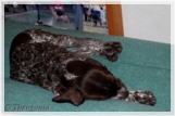 wye niemiecki, spinone italiano