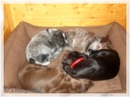 wye niemiecki, spinone italiano