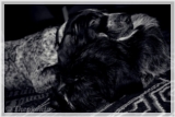 wye niemiecki, spinone italiano