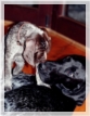 wye niemiecki, spinone italiano