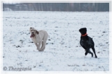wye niemiecki, spinone italiano