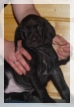 dianthe.JPG