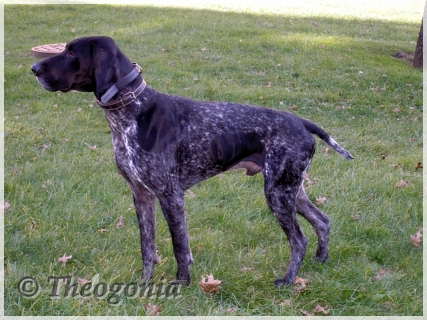 wye niemiecki, spinone italiano