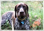 wye niemiecki, spinone italiano