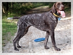 wye niemiecki, spinone italiano
