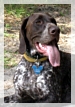 wye niemiecki, spinone italiano