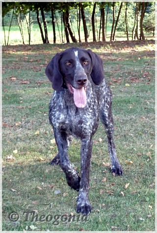 wye niemiecki, spinone italiano
