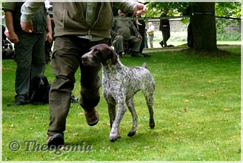 wye niemiecki, spinone italiano