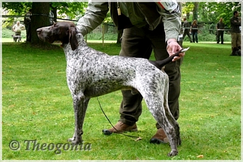 wye niemiecki, spinone italiano