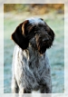 wye niemiecki, spinone italiano