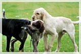 wye niemiecki, spinone italiano