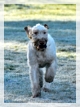 wye niemiecki, spinone italiano
