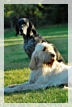 wye niemiecki, spinone italiano