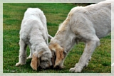 wye niemiecki, spinone italiano