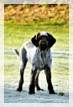 wye niemiecki, spinone italiano