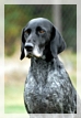 wye niemiecki, spinone italiano