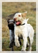 wye niemiecki, spinone italiano