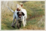 wye niemiecki, spinone italiano