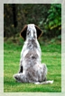 wye niemiecki, spinone italiano