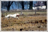 wye niemiecki, spinone italiano