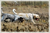 wye niemiecki, spinone italiano