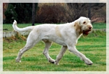 wye niemiecki, spinone italiano