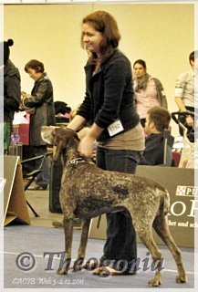 wye niemiecki, spinone italiano