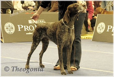 wye niemiecki, spinone italiano