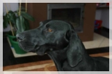 wye niemiecki, spinone italiano