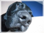 wye niemiecki, spinone italiano