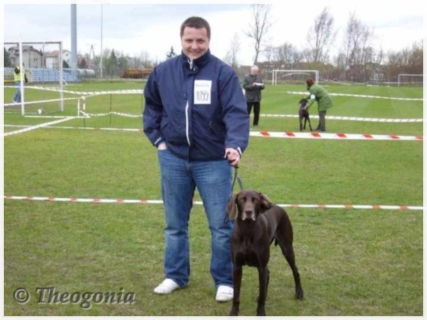 wye niemiecki, spinone italiano