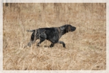 wye niemiecki, spinone italiano