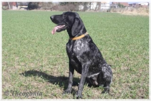 wye niemiecki, spinone italiano