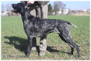 wye niemiecki, spinone italiano