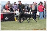 wye niemiecki, spinone italiano