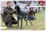 wye niemiecki, spinone italiano