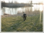 wye niemiecki, spinone italiano