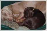 wye niemiecki, spinone italiano