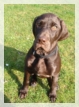 wye niemiecki, spinone italiano