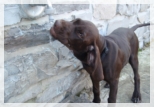 wye niemiecki, spinone italiano