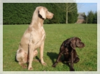 wye niemiecki, spinone italiano
