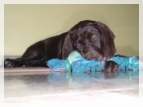 wye niemiecki, spinone italiano
