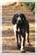 wye niemiecki, spinone italiano