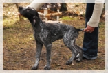 wye niemiecki, spinone italiano