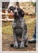 wye niemiecki, spinone italiano