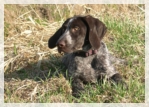 wye niemiecki, spinone italiano