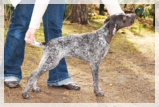 wye niemiecki, spinone italiano